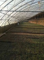 花卉温室大棚类